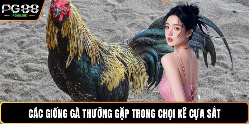 Các giống gà thường gặp trong chọi kê cựa sắt