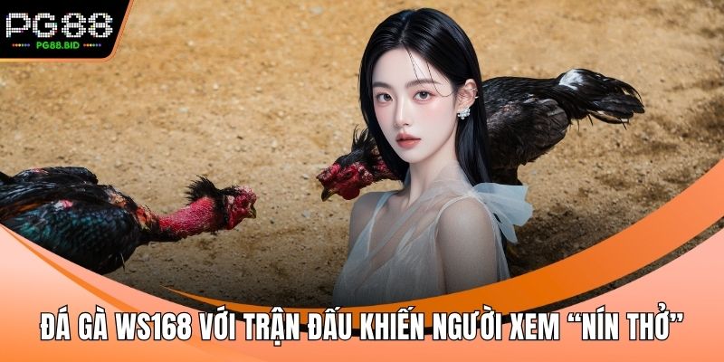 Đá gà WS168