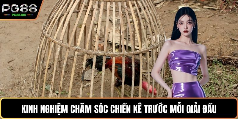 Kinh nghiệm chăm sóc chiến kê trước mỗi giải đấu