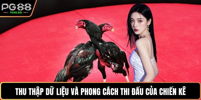 Thu thập dữ liệu và phong cách thi đấu của chiến kê