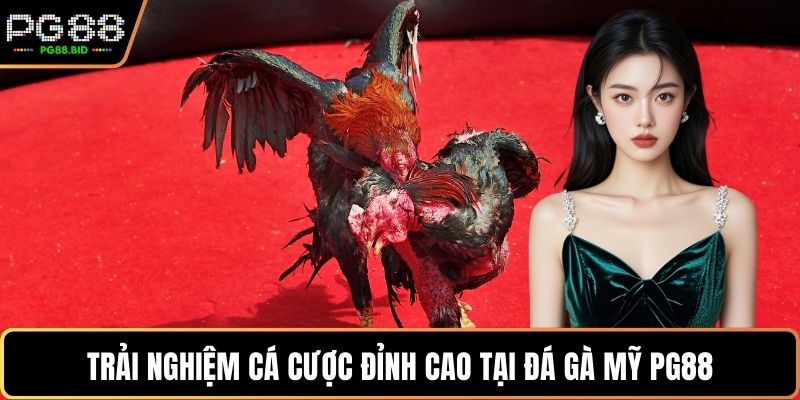 Trải nghiệm cá cược đỉnh cao tại Đá gà Mỹ PG88